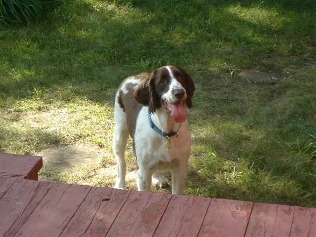 Memorial photo of Smudge